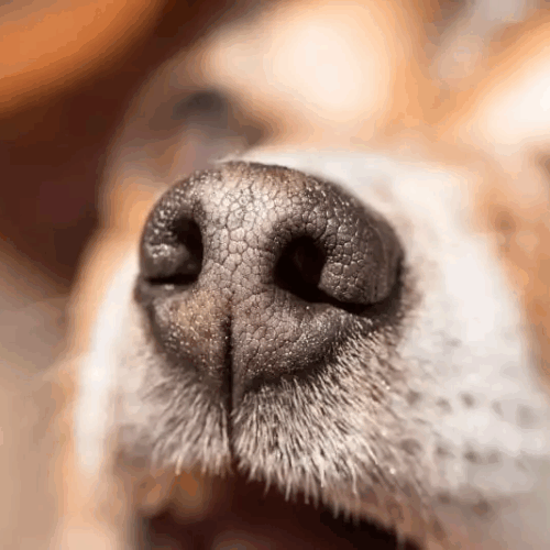 NOSE WORK Tanfolyam