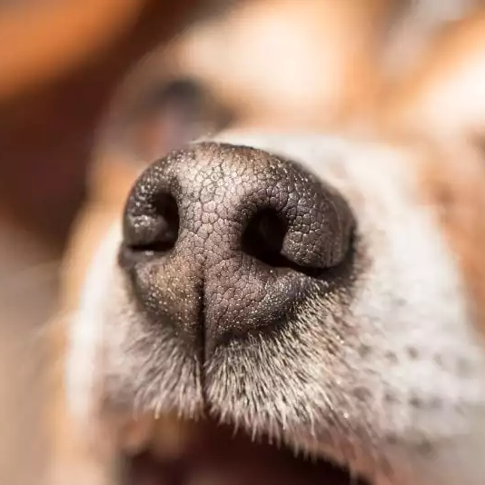 NOSE WORK Tanfolyam